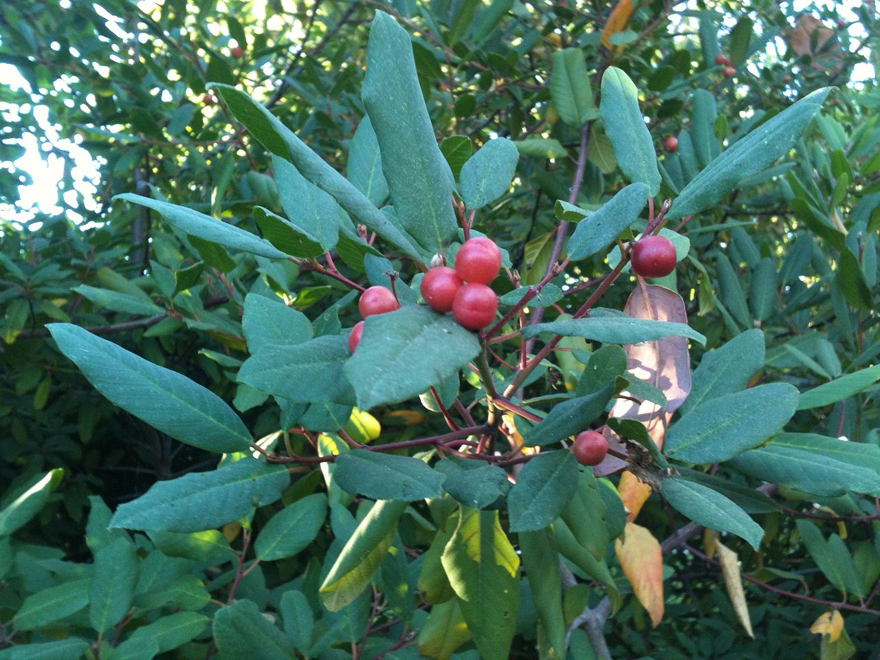California Buckthorn