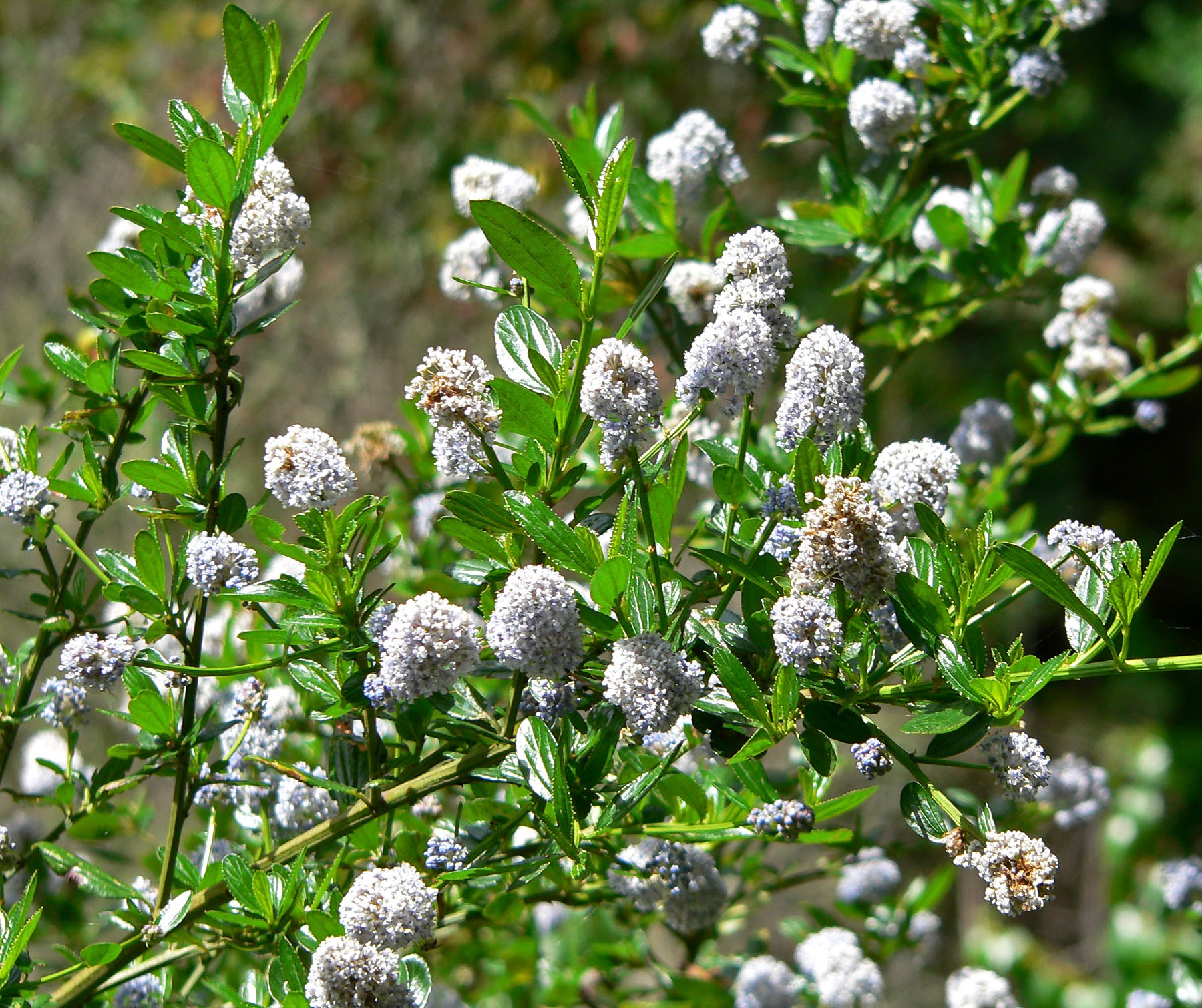California Lilac