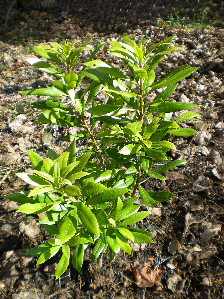 California Wax Myrtle