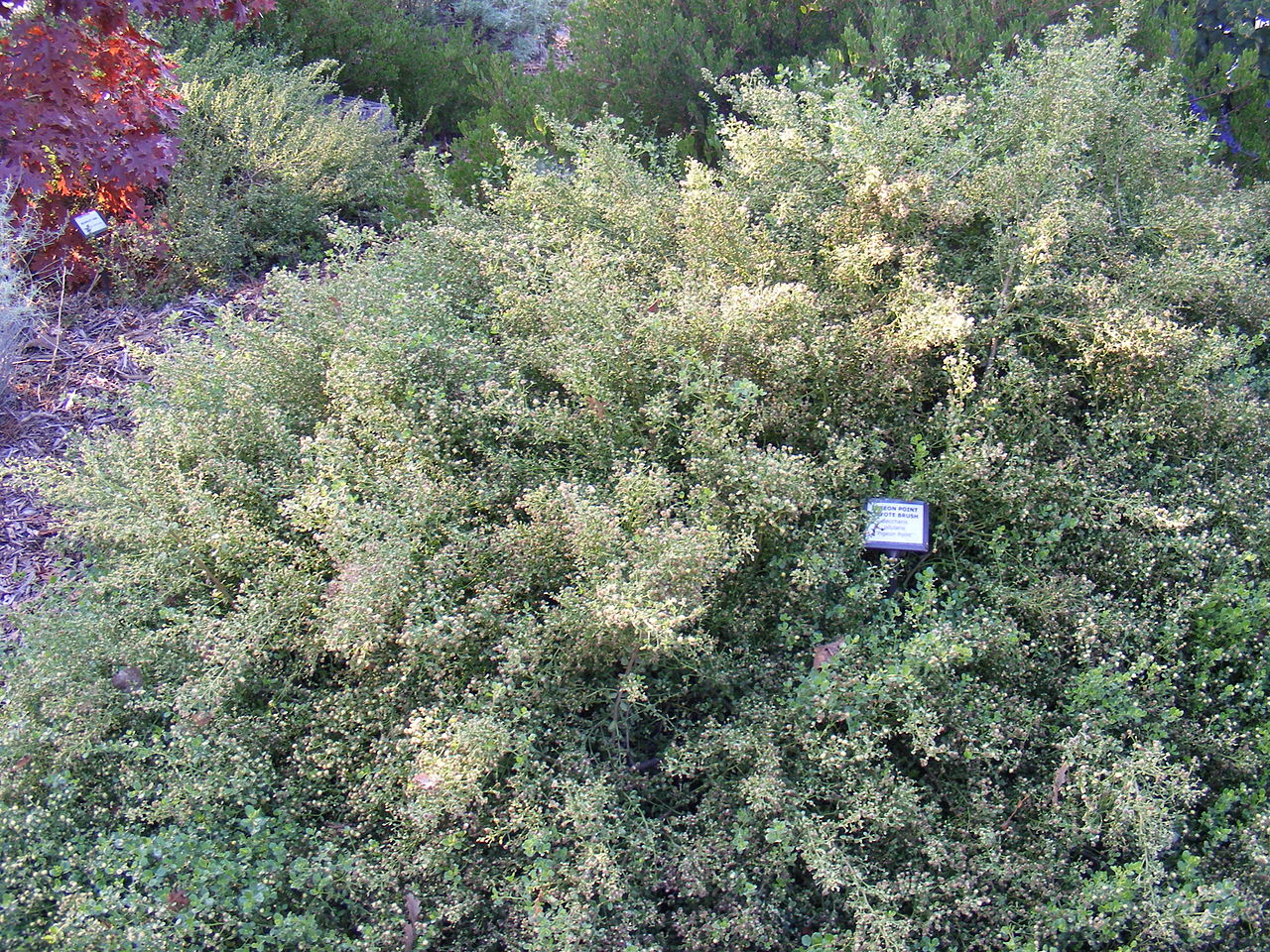 Coyote Brush