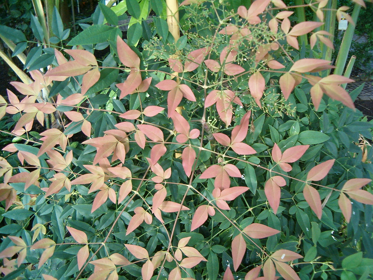 Heavenly Bamboo