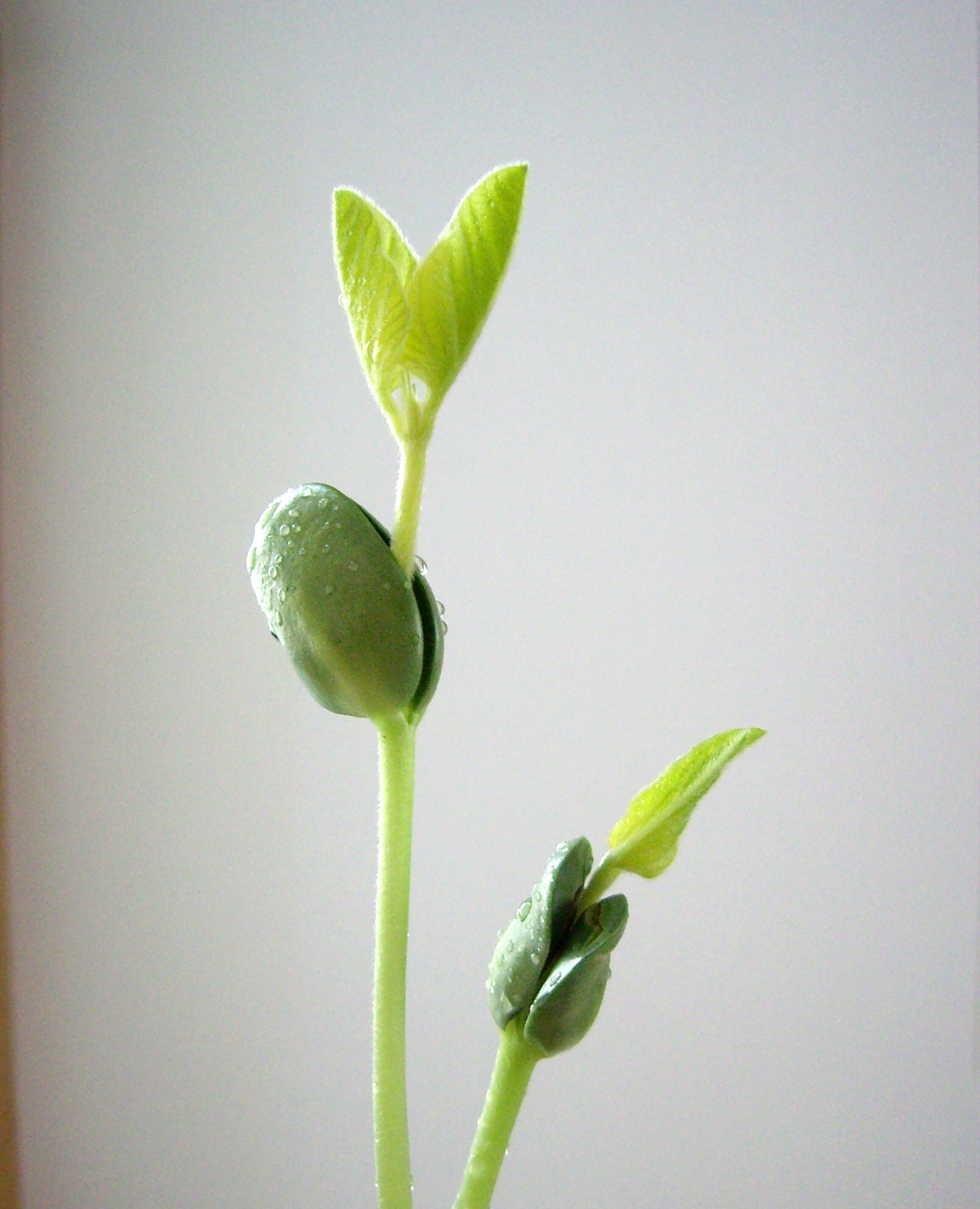 Sprouting Soybean
