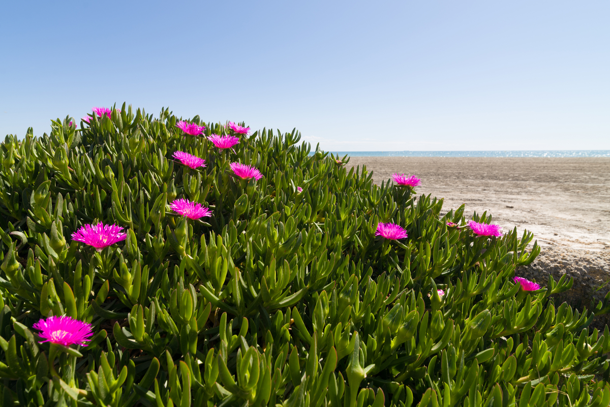 Drought-Tolerant Ground Cover Ideas
