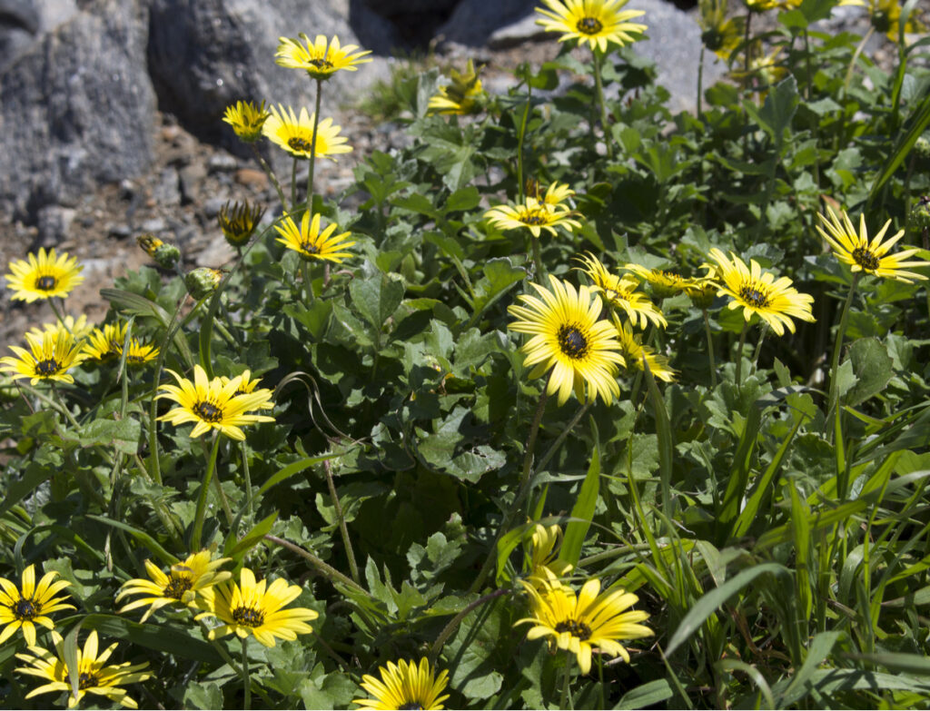 10 DroughtTolerant Ground Covers Full Sun InstallItDirect