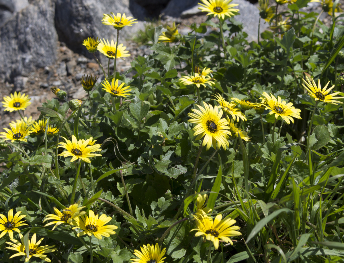 Drought-Tolerant Ground Cover Tips