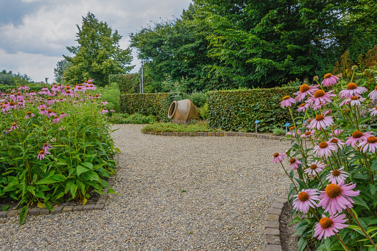 Drought Tolerant Ground Cover