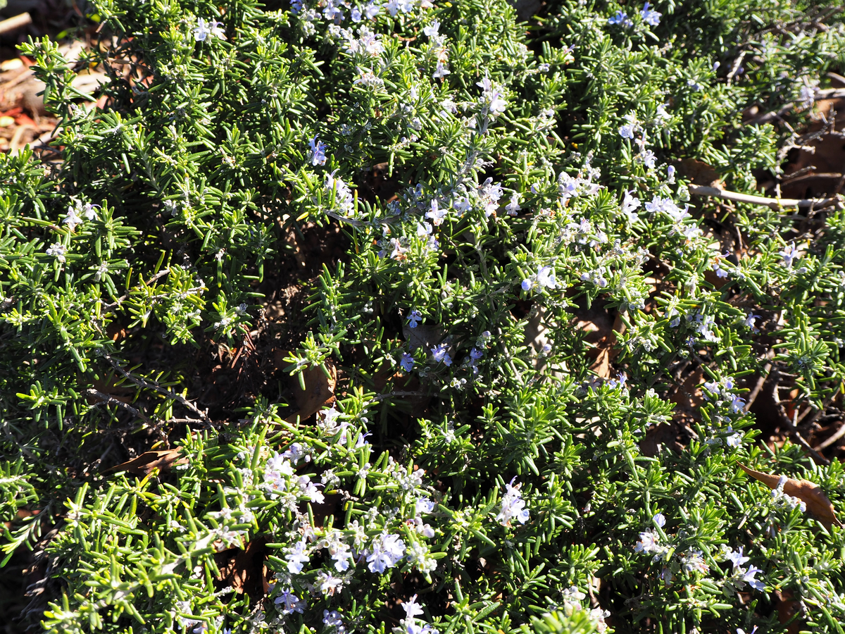 Drought-Tolerant Ground Covers Pictures