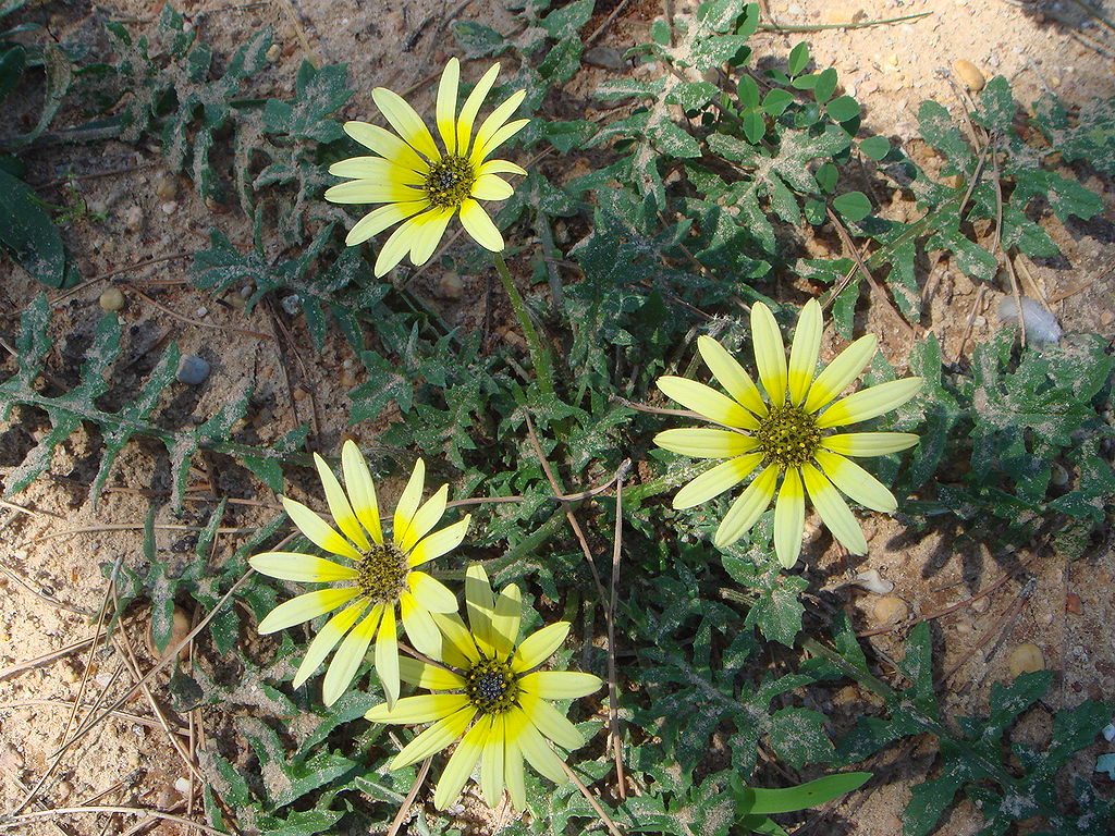 Cape Weed