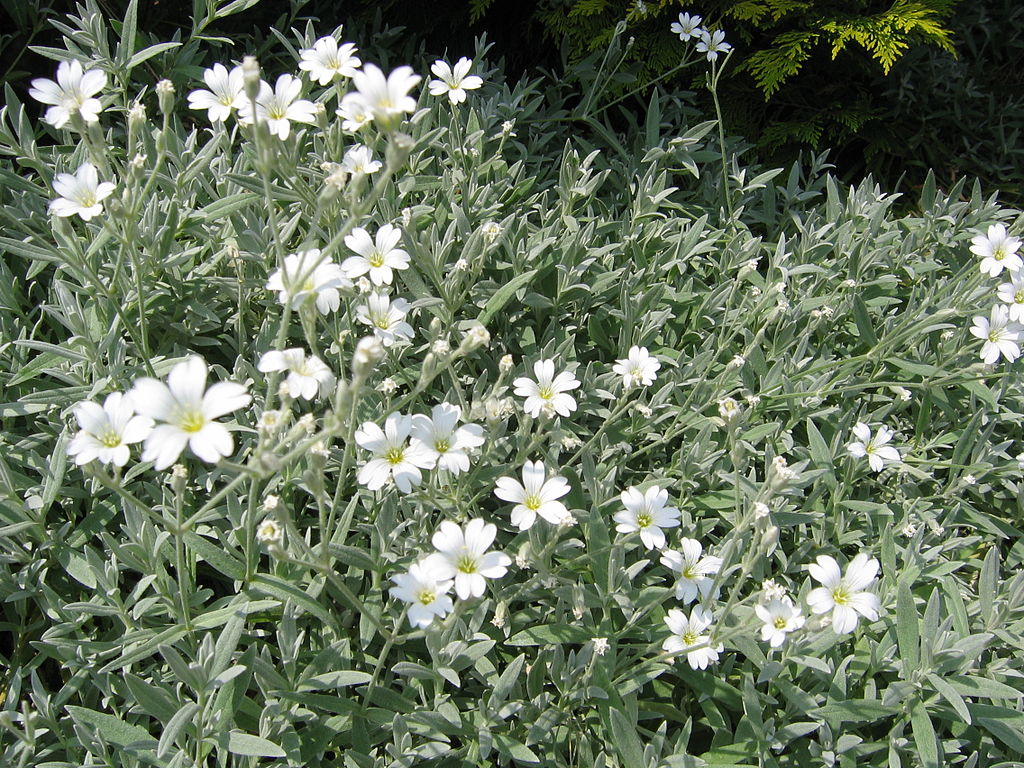 Cerastium_tomentosum