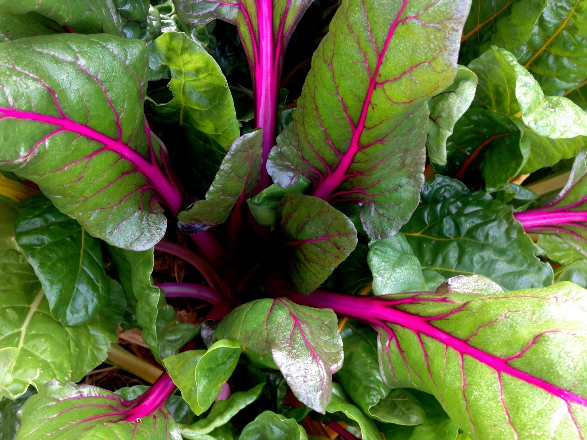 Chard