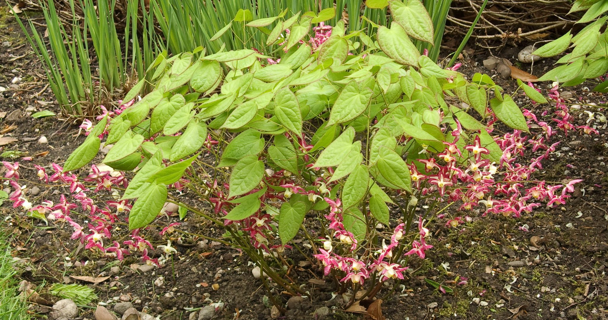 Epimedium × rubrum