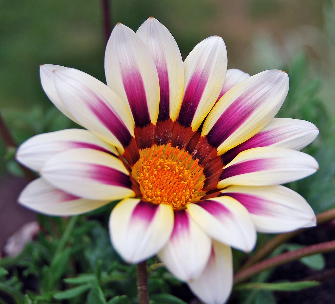 Gazania