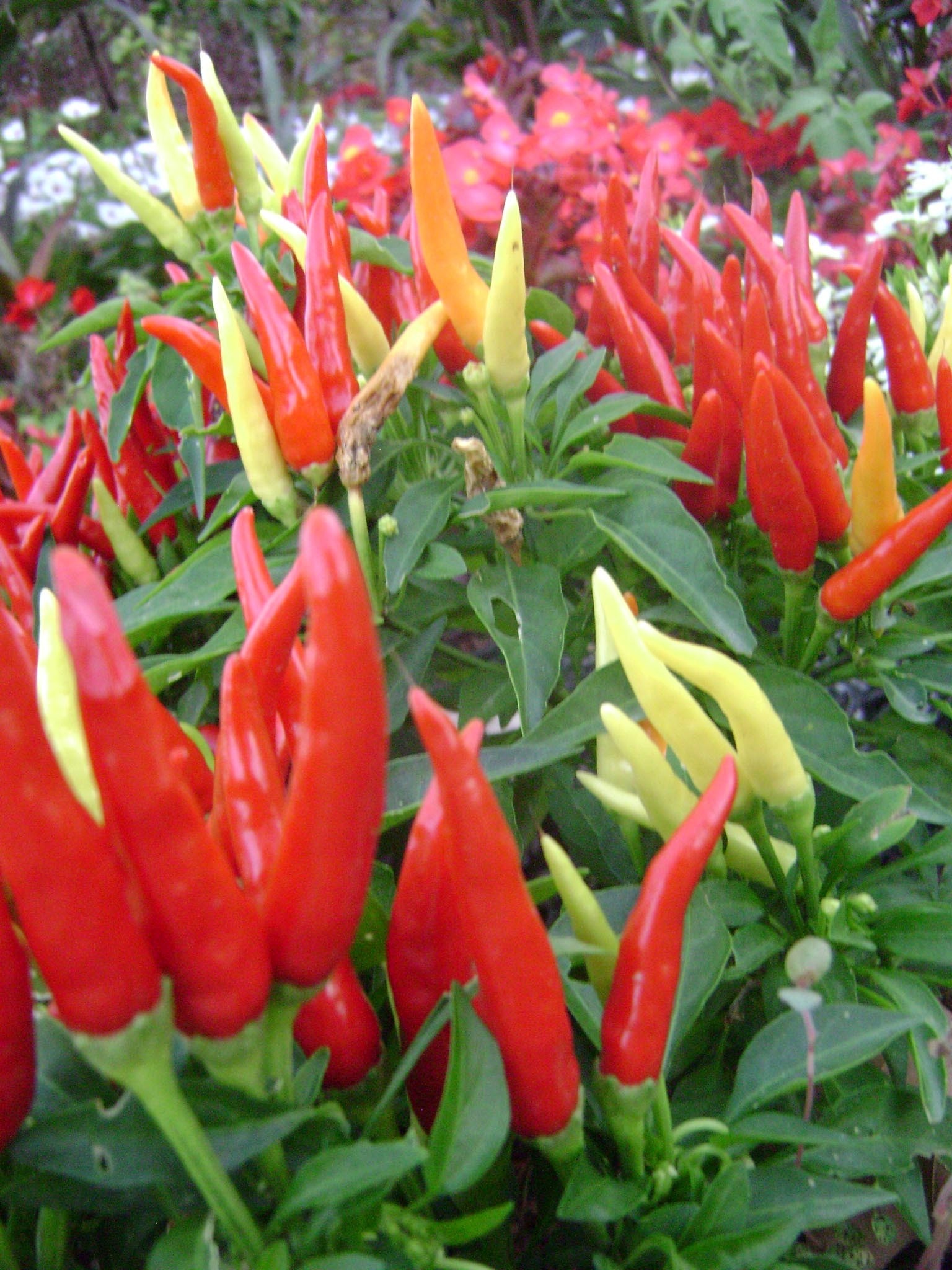 Growing Peppers