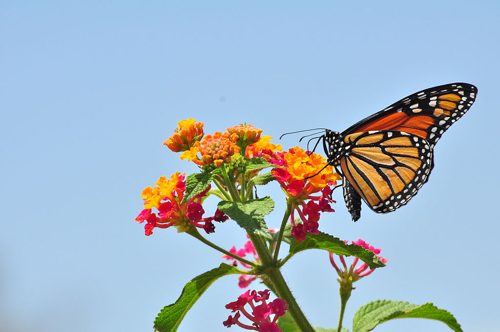 Lantana met vlinder