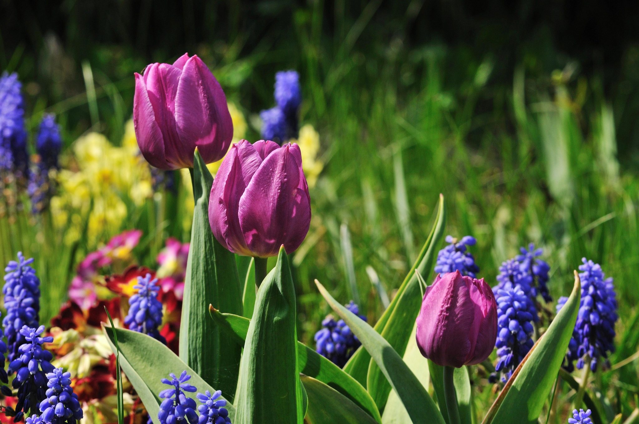 15-Point Fall Garden Clean Up + Maintenance Checklist