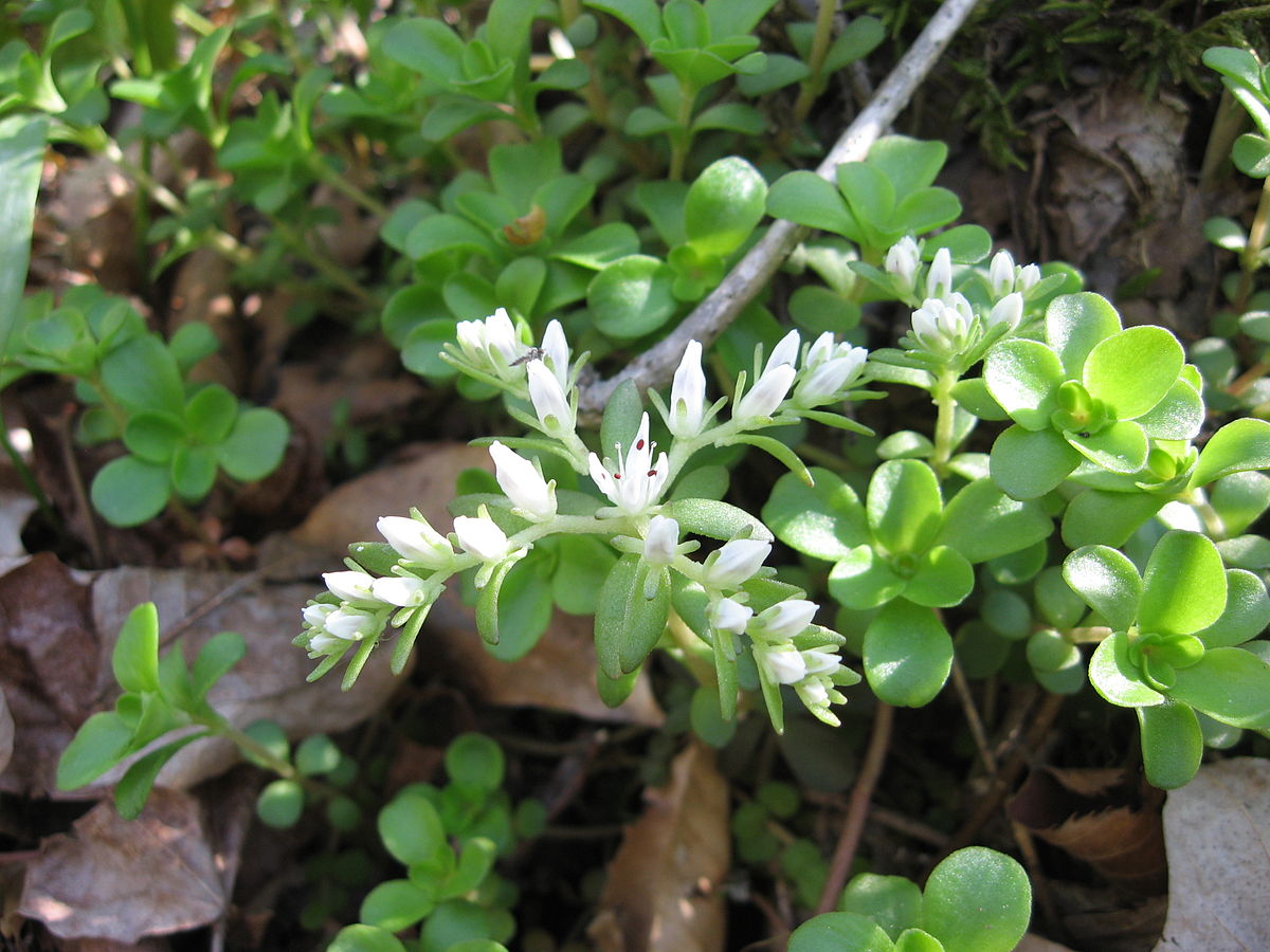 Sedum_ternatum