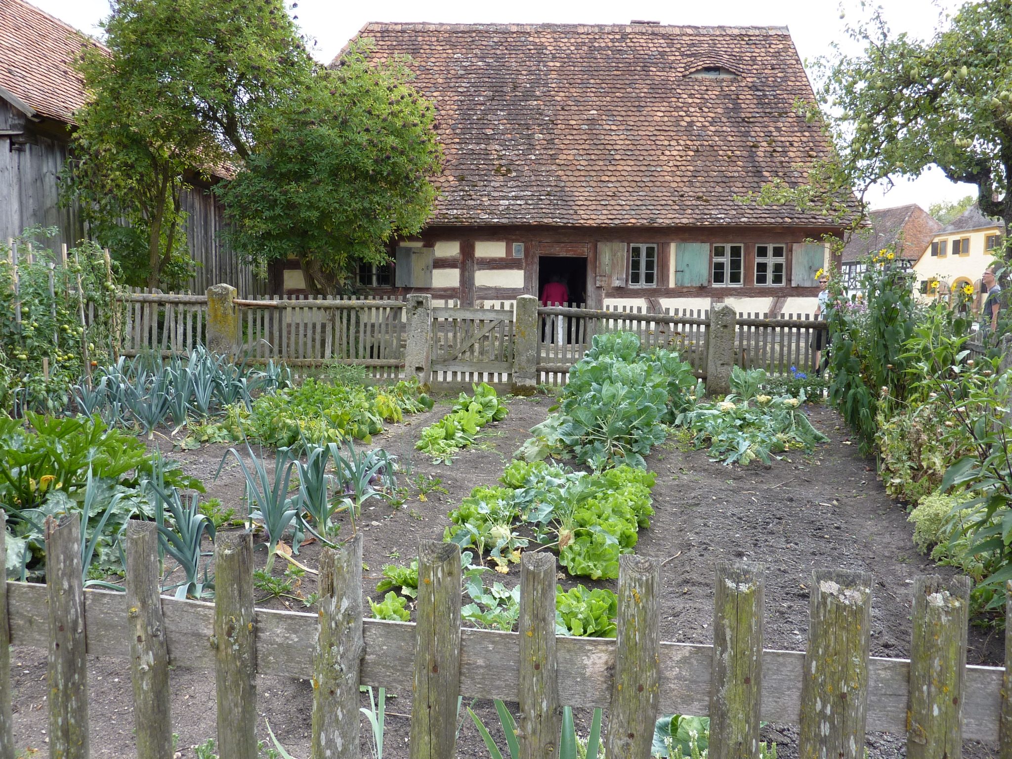 Backyard Garden for juicing