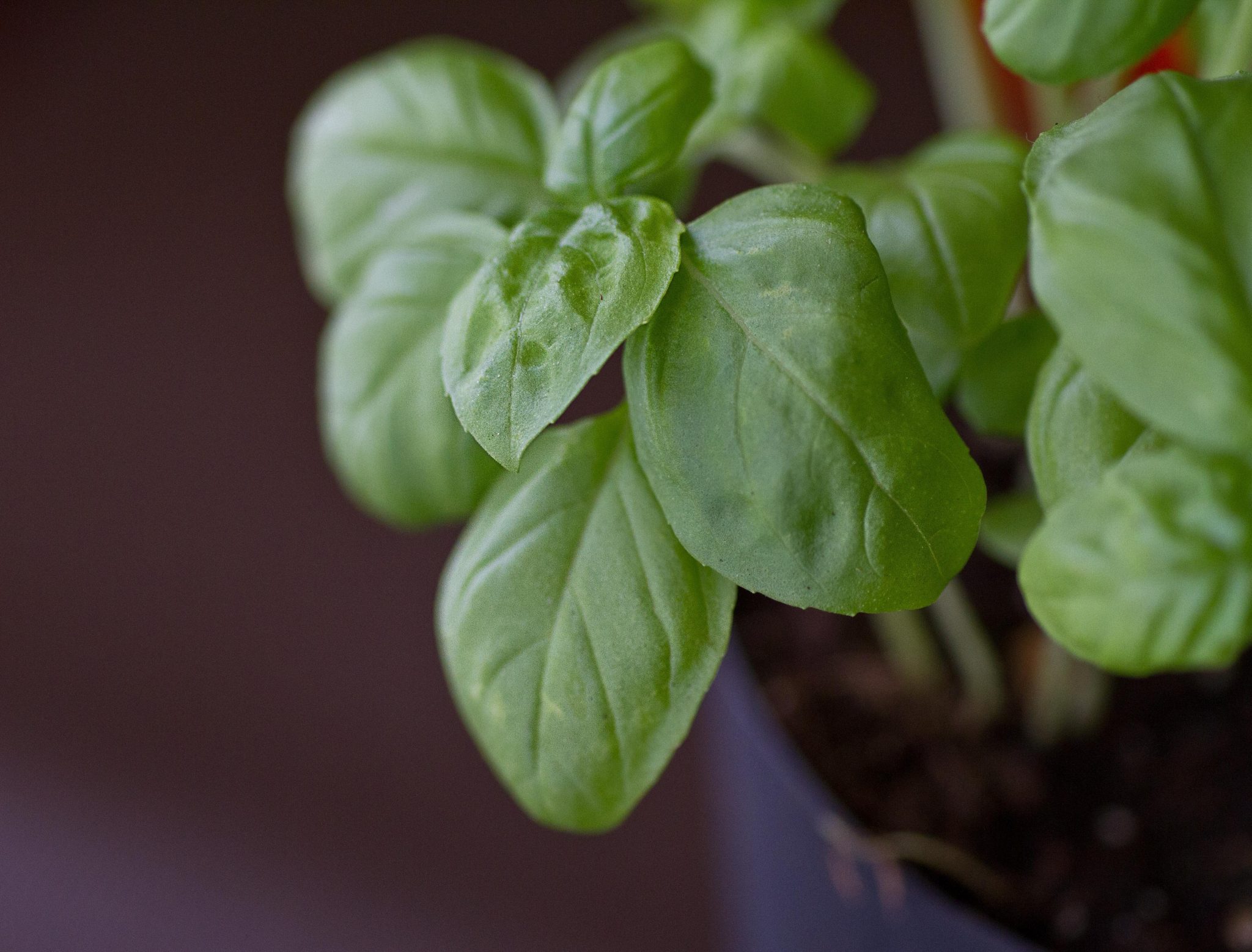 Grow Basil In Your Juicing Garden