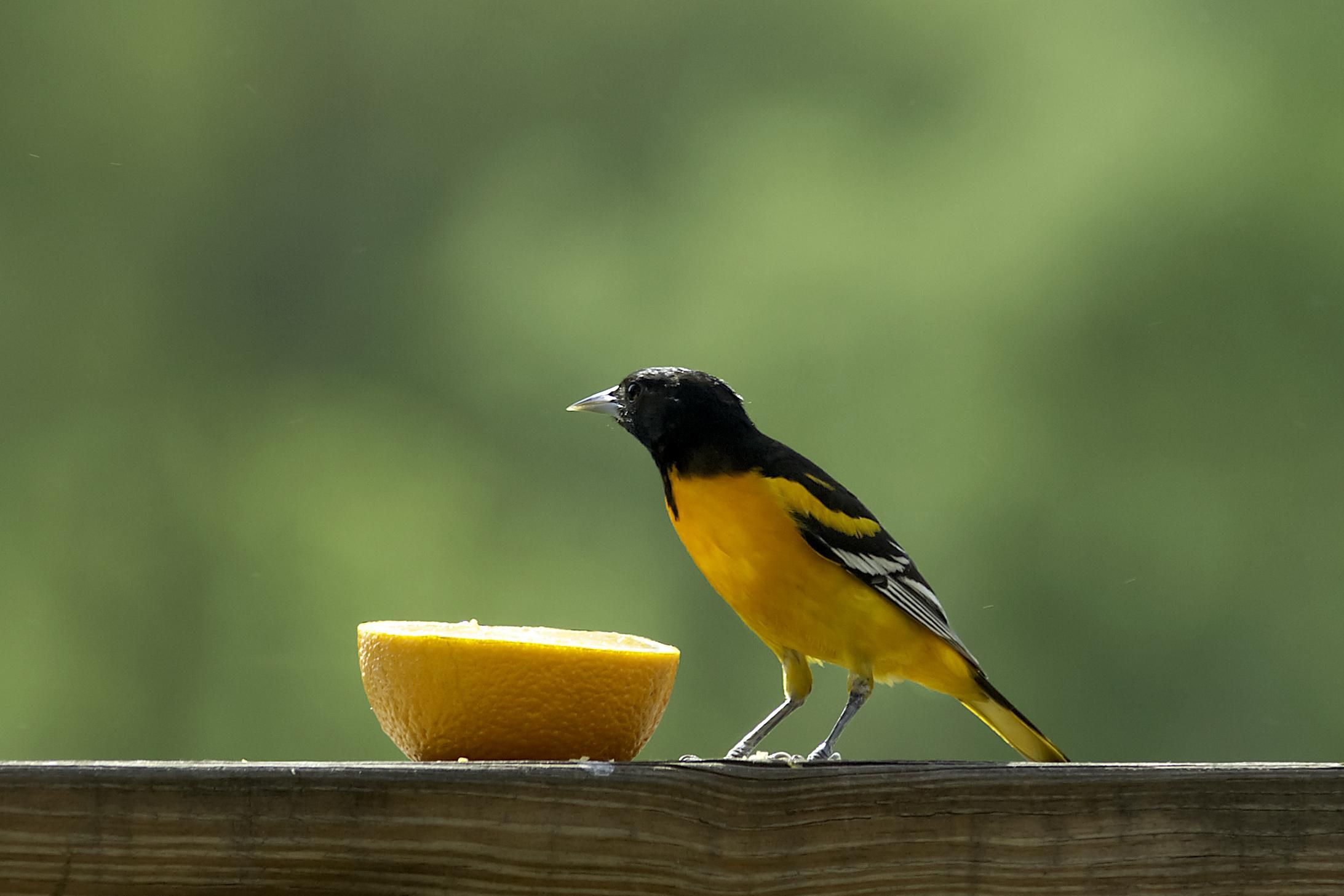 Identify Birds with Audubon App