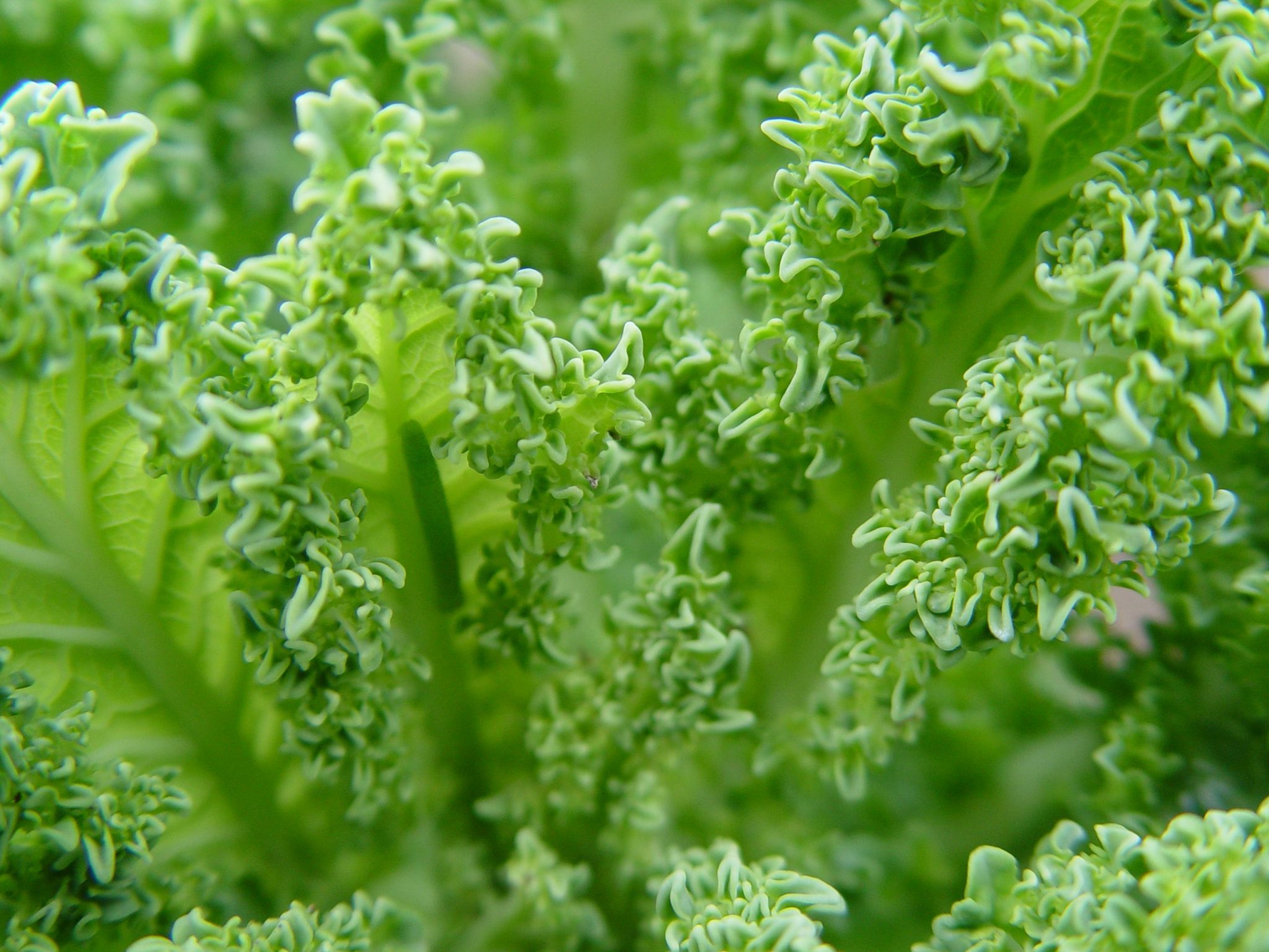 Green Kale