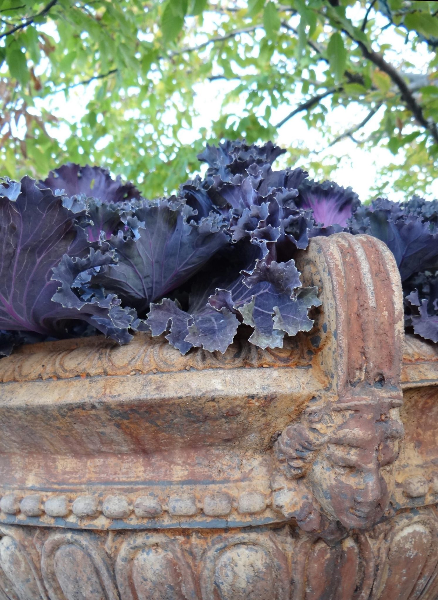 Kale in Container