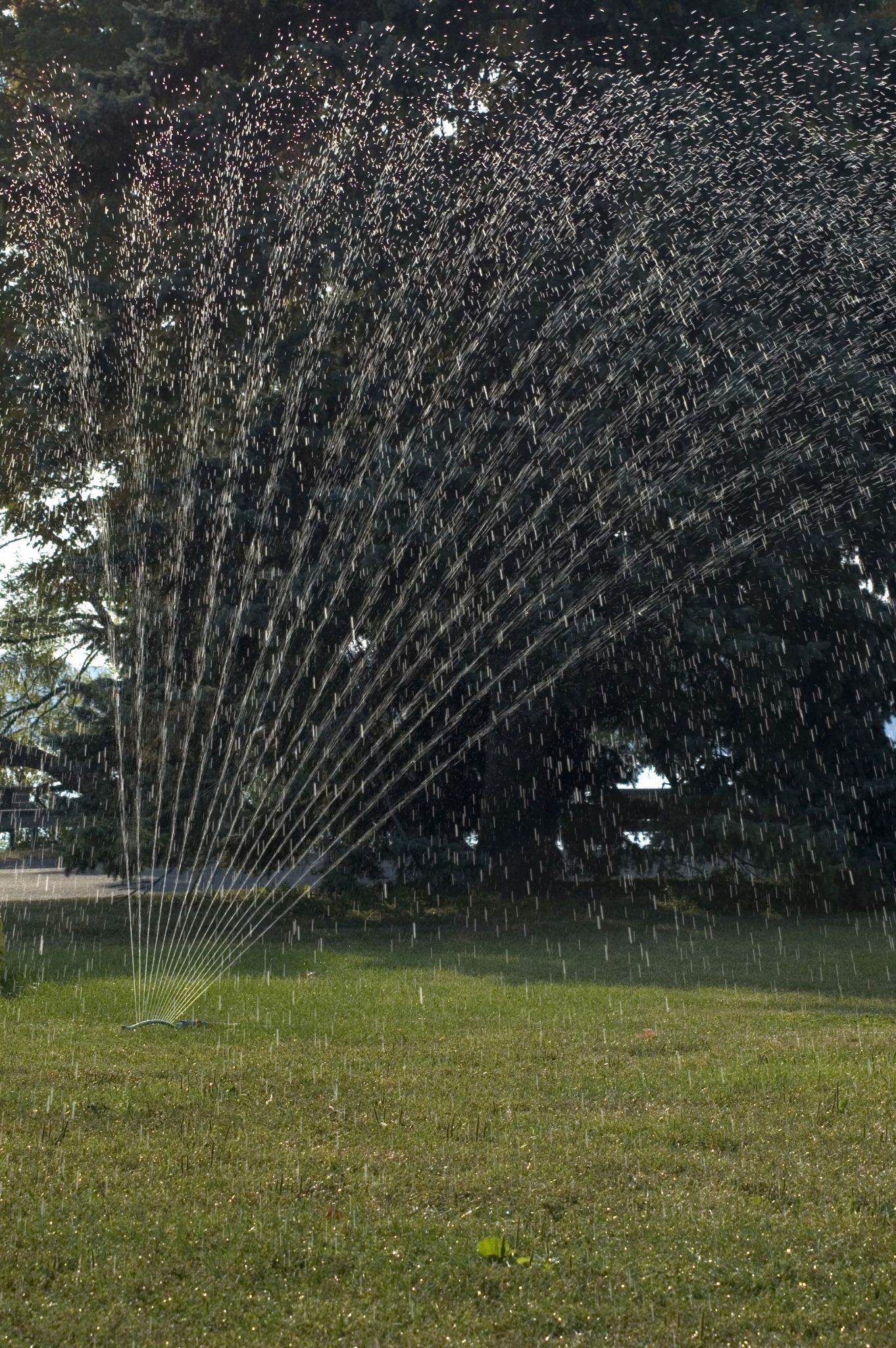 Ways to save water: Reduce Lawn Irrigation to Save Water