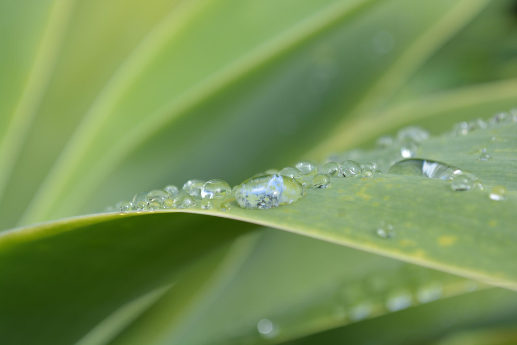 Save Water When It Rains