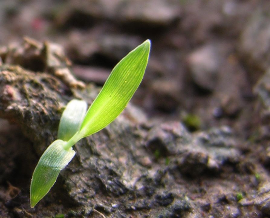 Water Seedlings with Rainwater