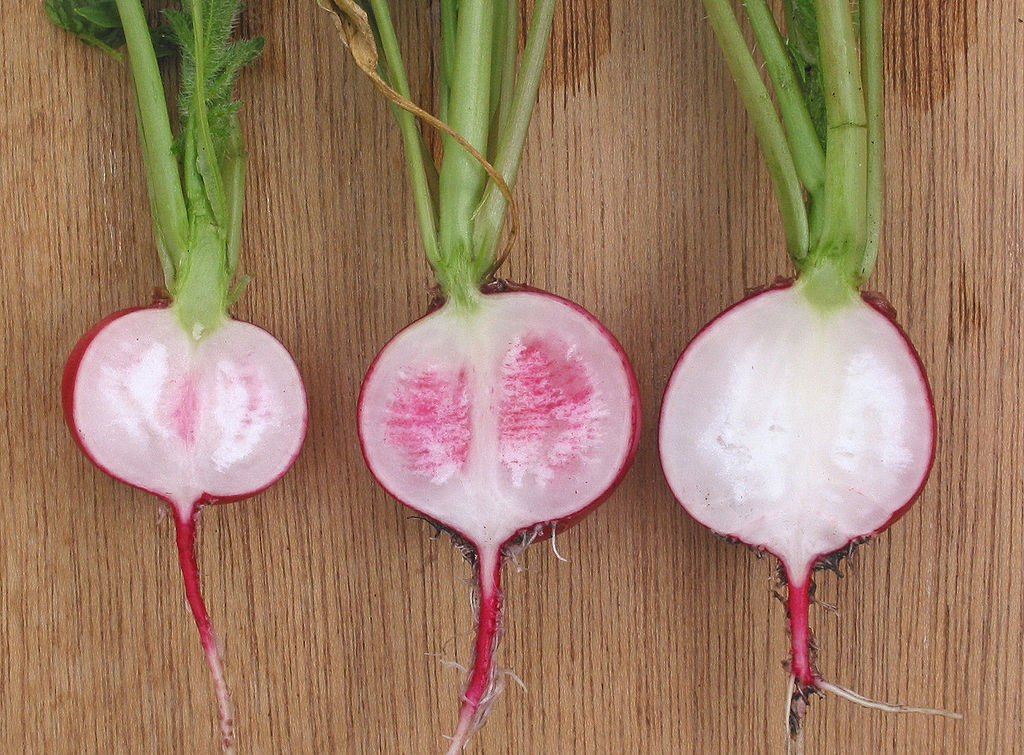 How to Grow Radishes