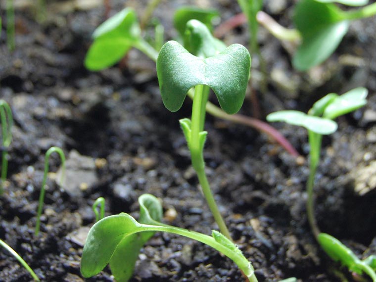 Radish Sprouts