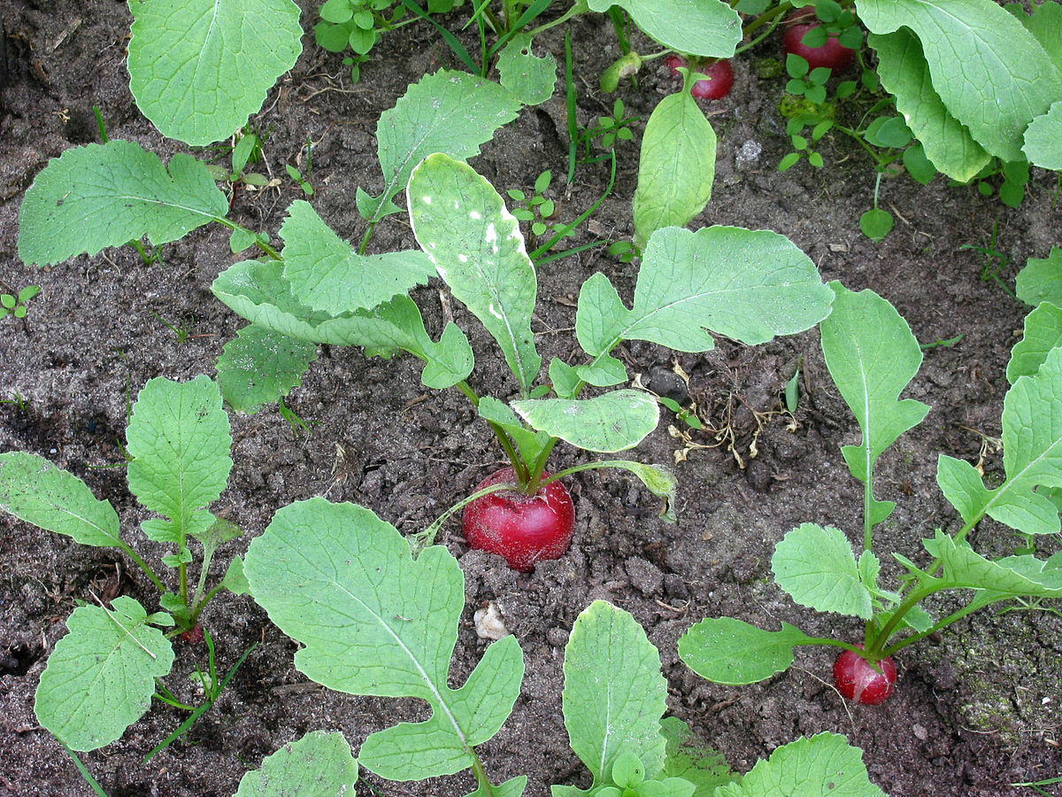 Radishes