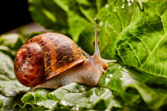 How to Keep Snails Out of Your Garden