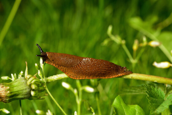 Slugs in the Garden: 15 Solutions For Getting Rid of Slugs and Snails Naturally