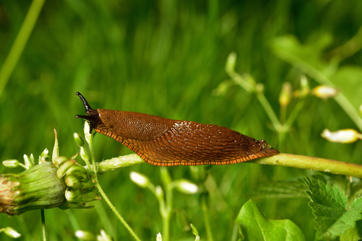 How to Keep Snails Slugs Out of Your Garden