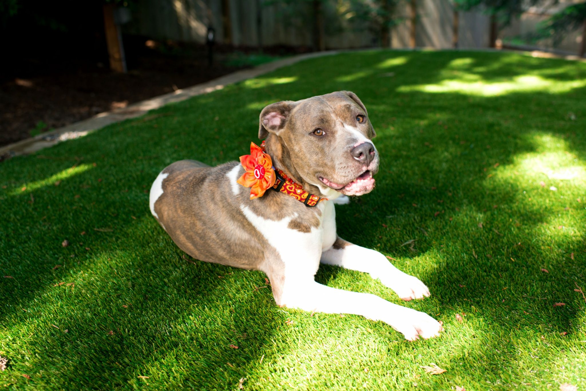 Does Fake Grass Feel Like Real Grass?