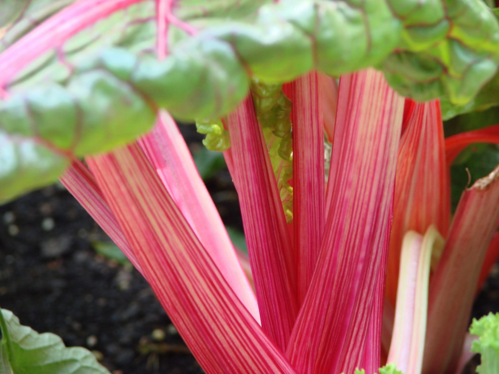 How to Grow Chard as Edible Landscaping (Guide + Tips) InstallItDirect