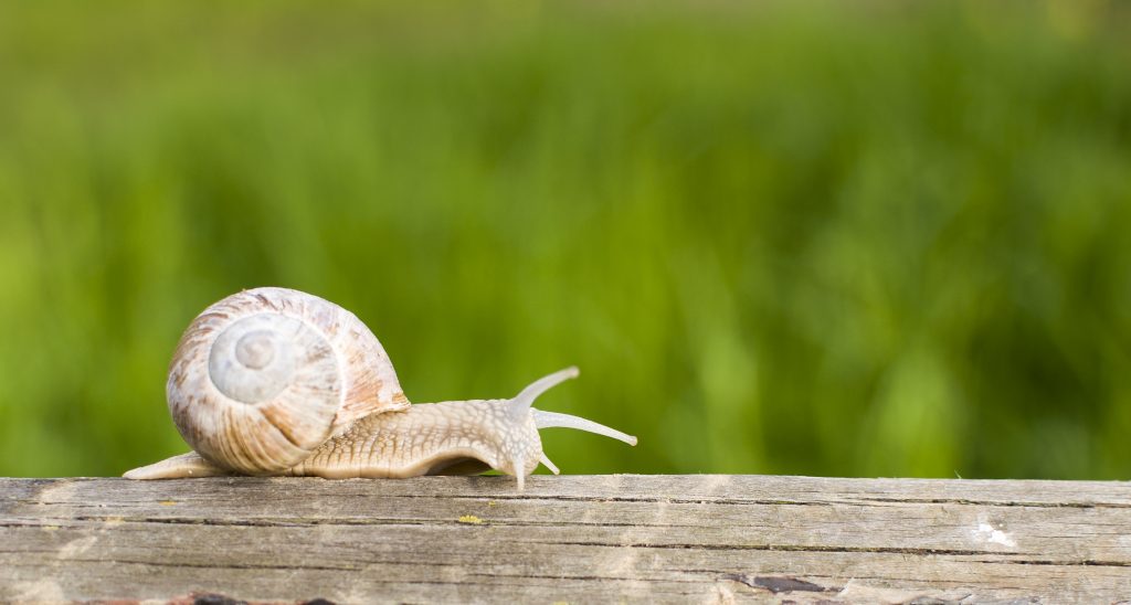 How to Naturally Keep Snails + Slugs Out of Your Garden (NO Commercial