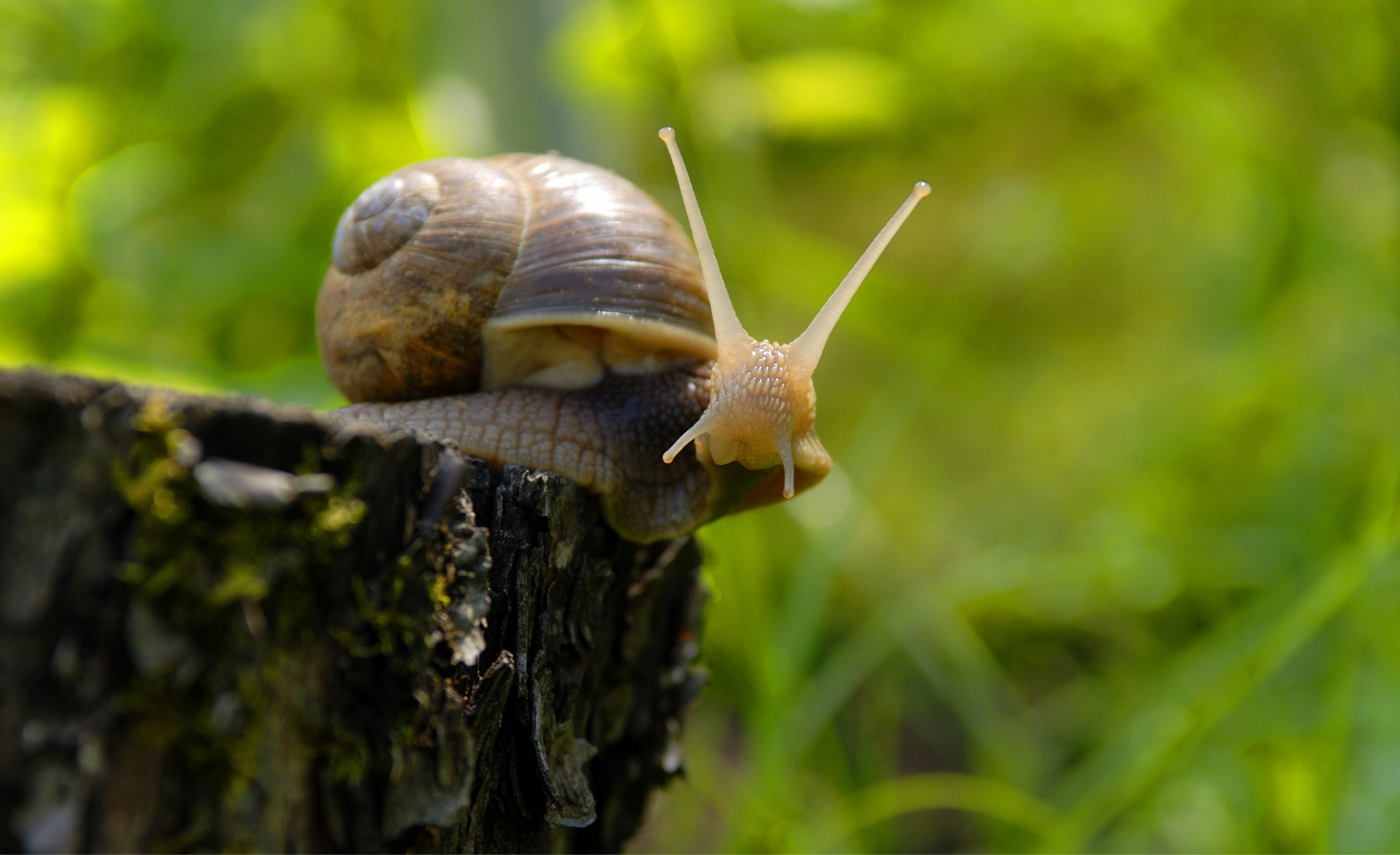 How To Naturally Keep Snails Slugs Out Of Your Garden No