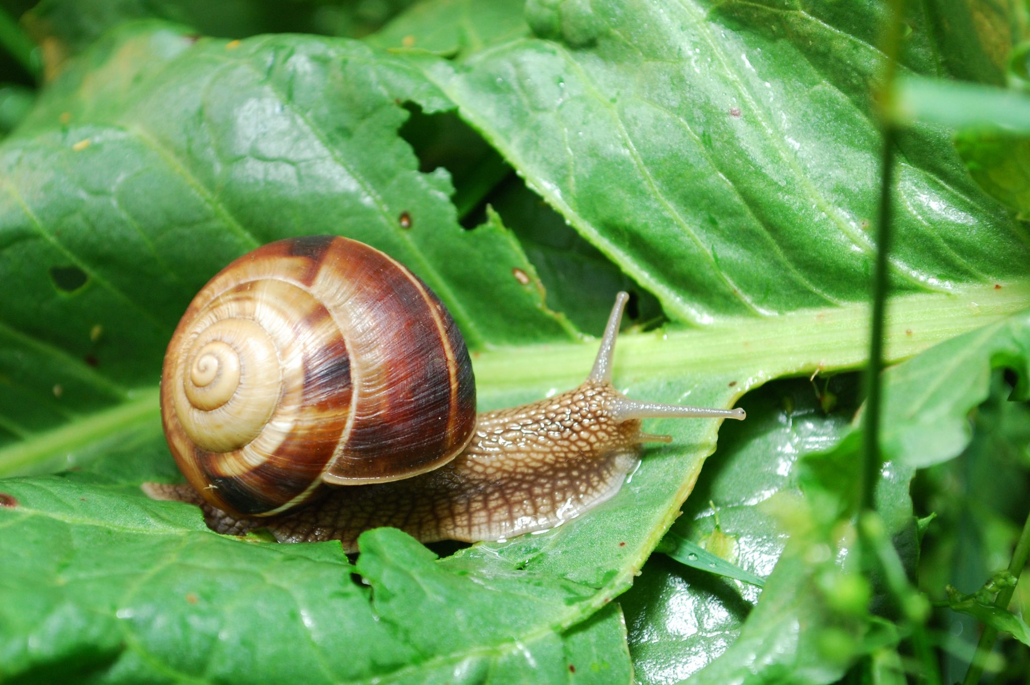 How To Naturally Keep Snails Slugs Out Of Your Garden No