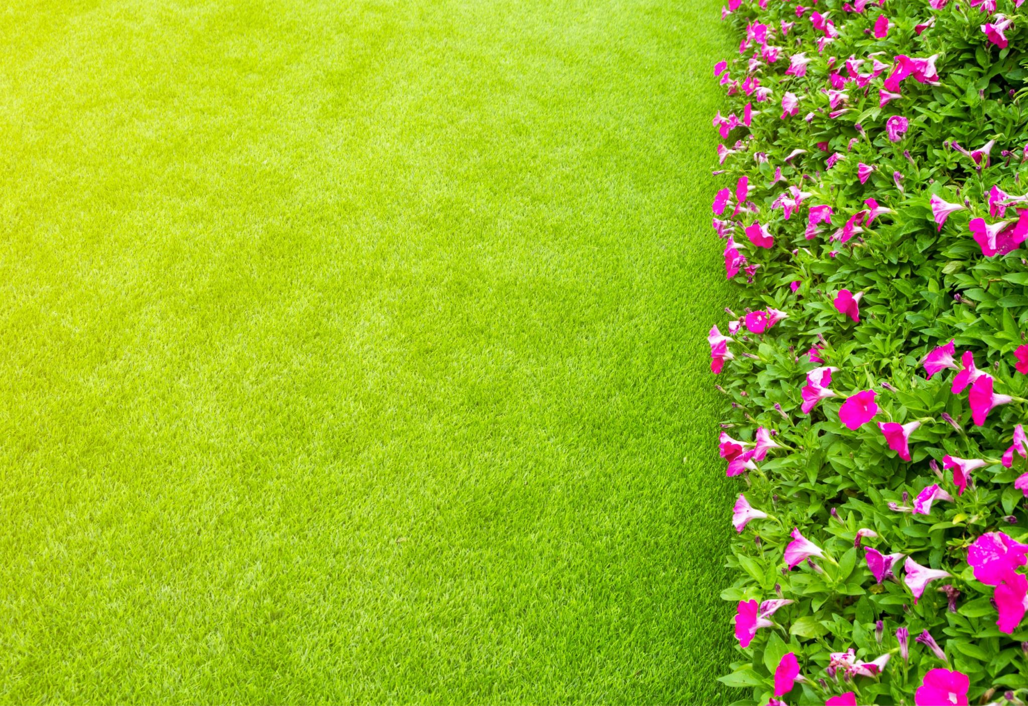 artificial turf living plants