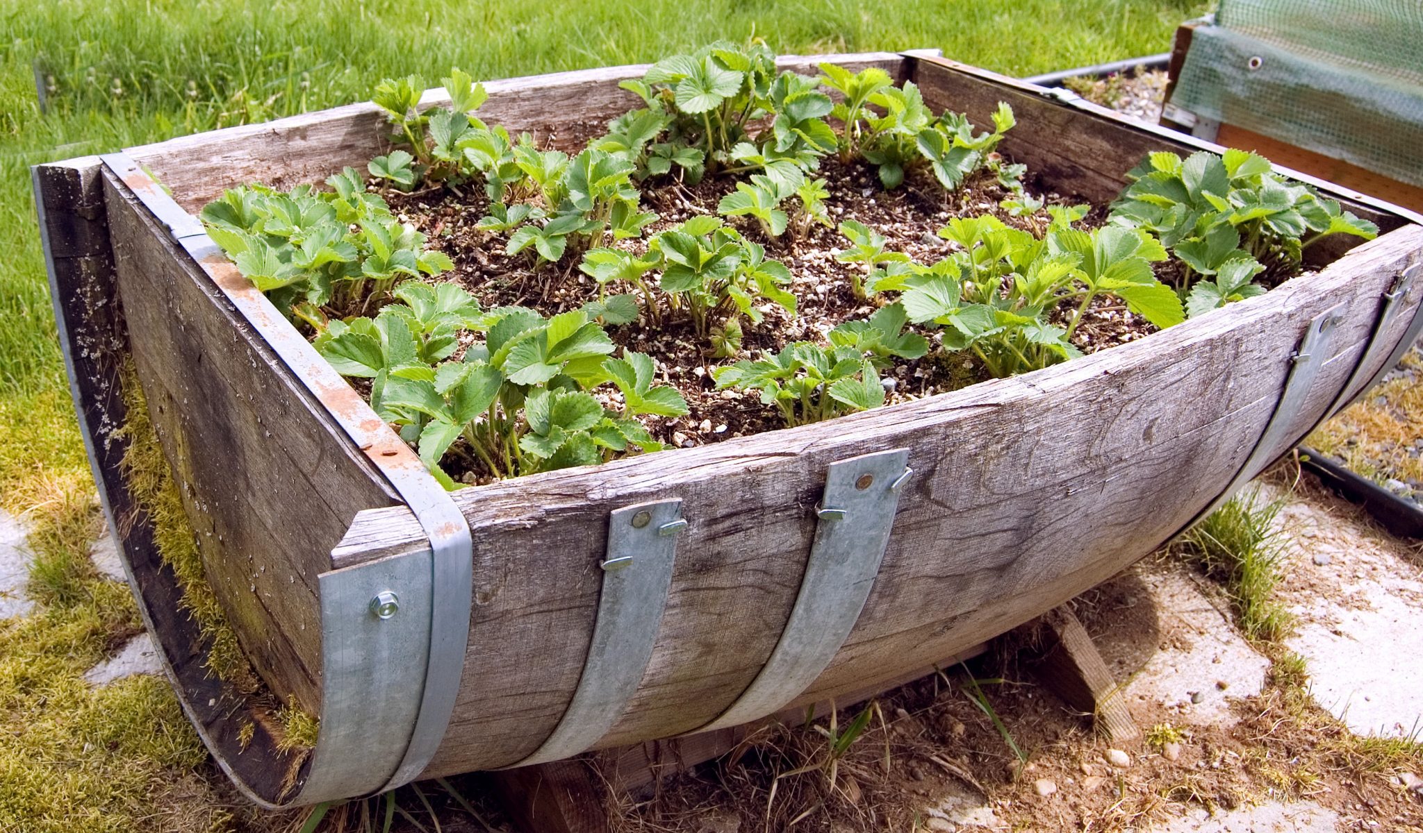 container gardening ideas