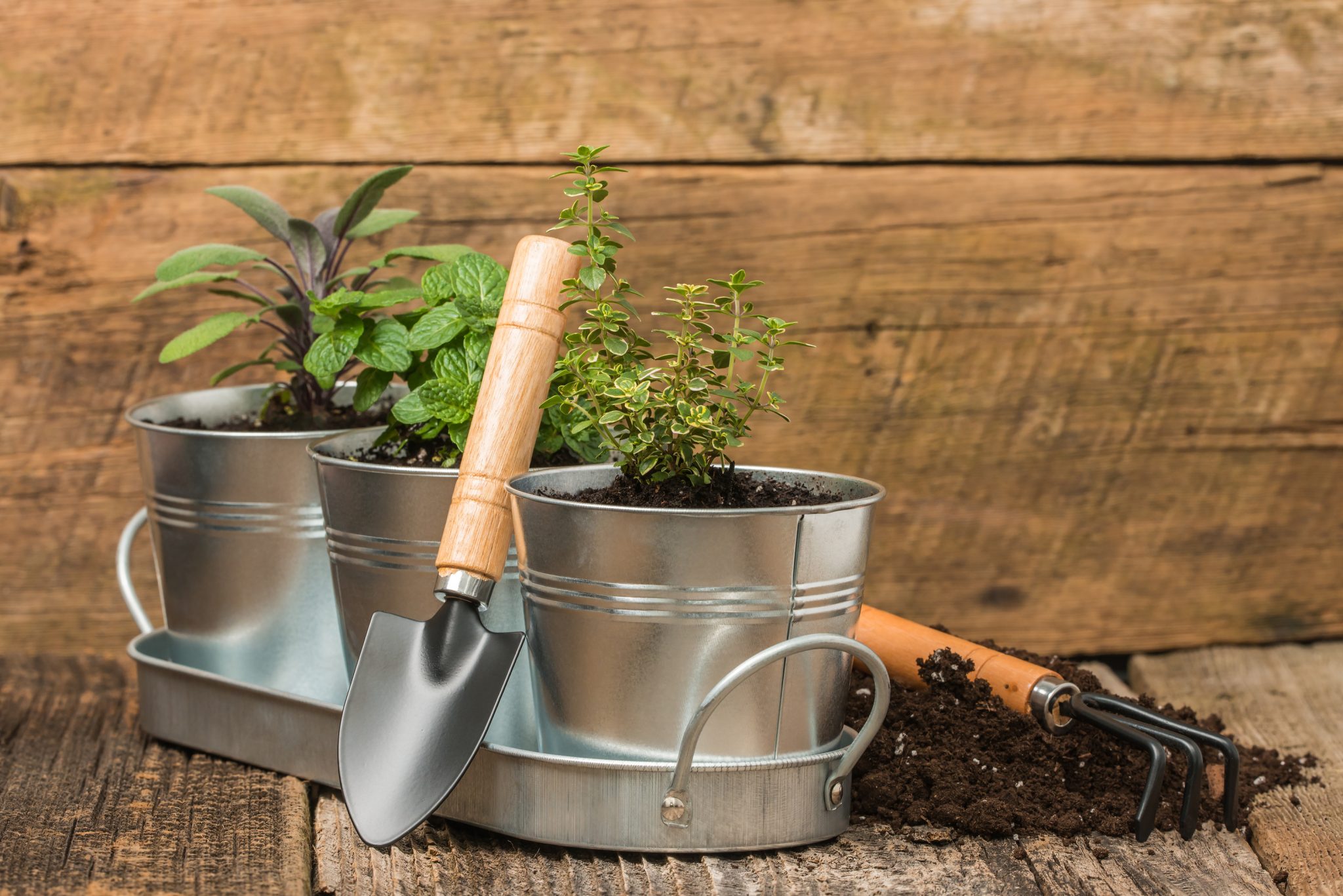 container gardening pots