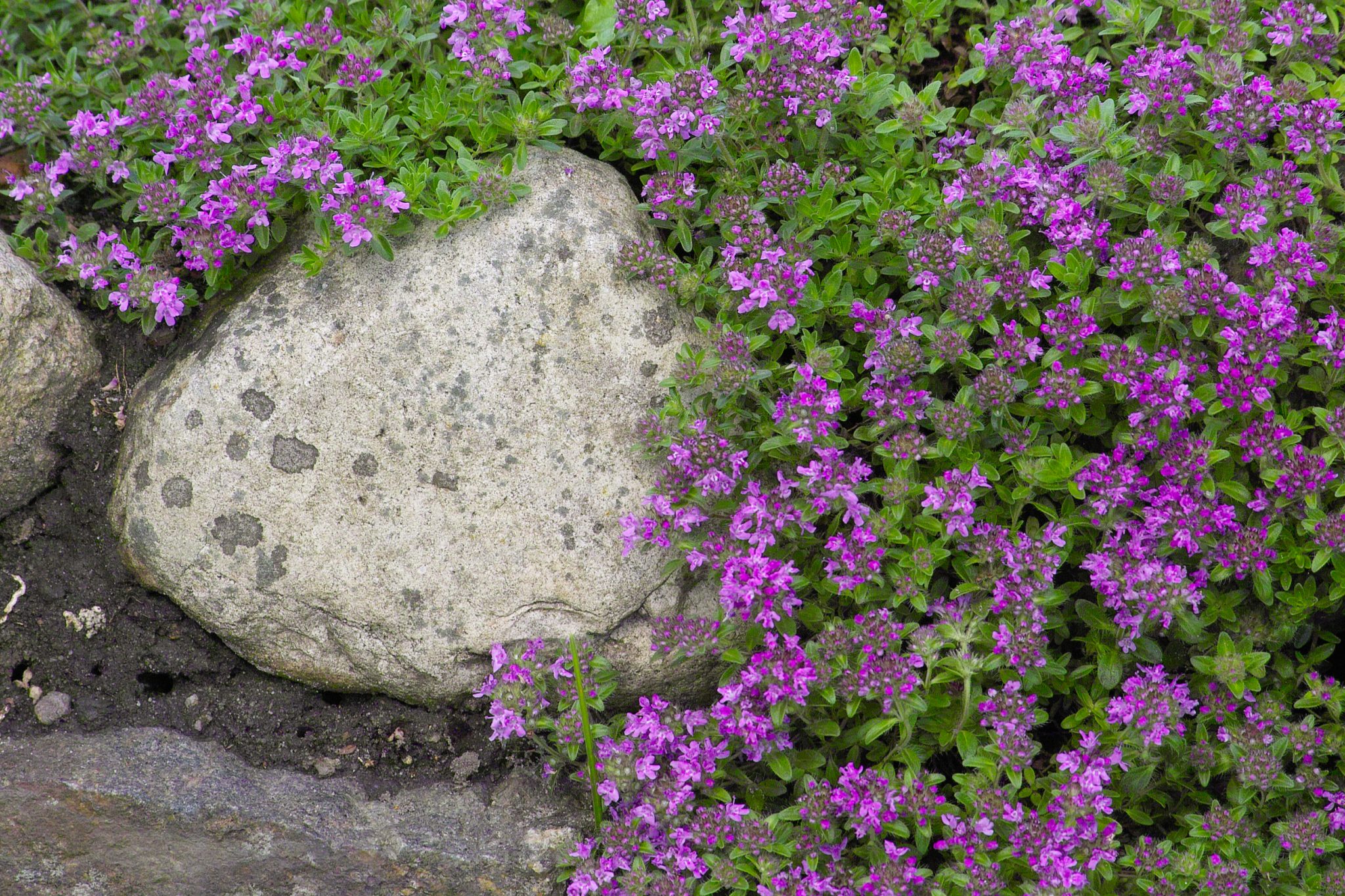 ornamental thyme ground cover