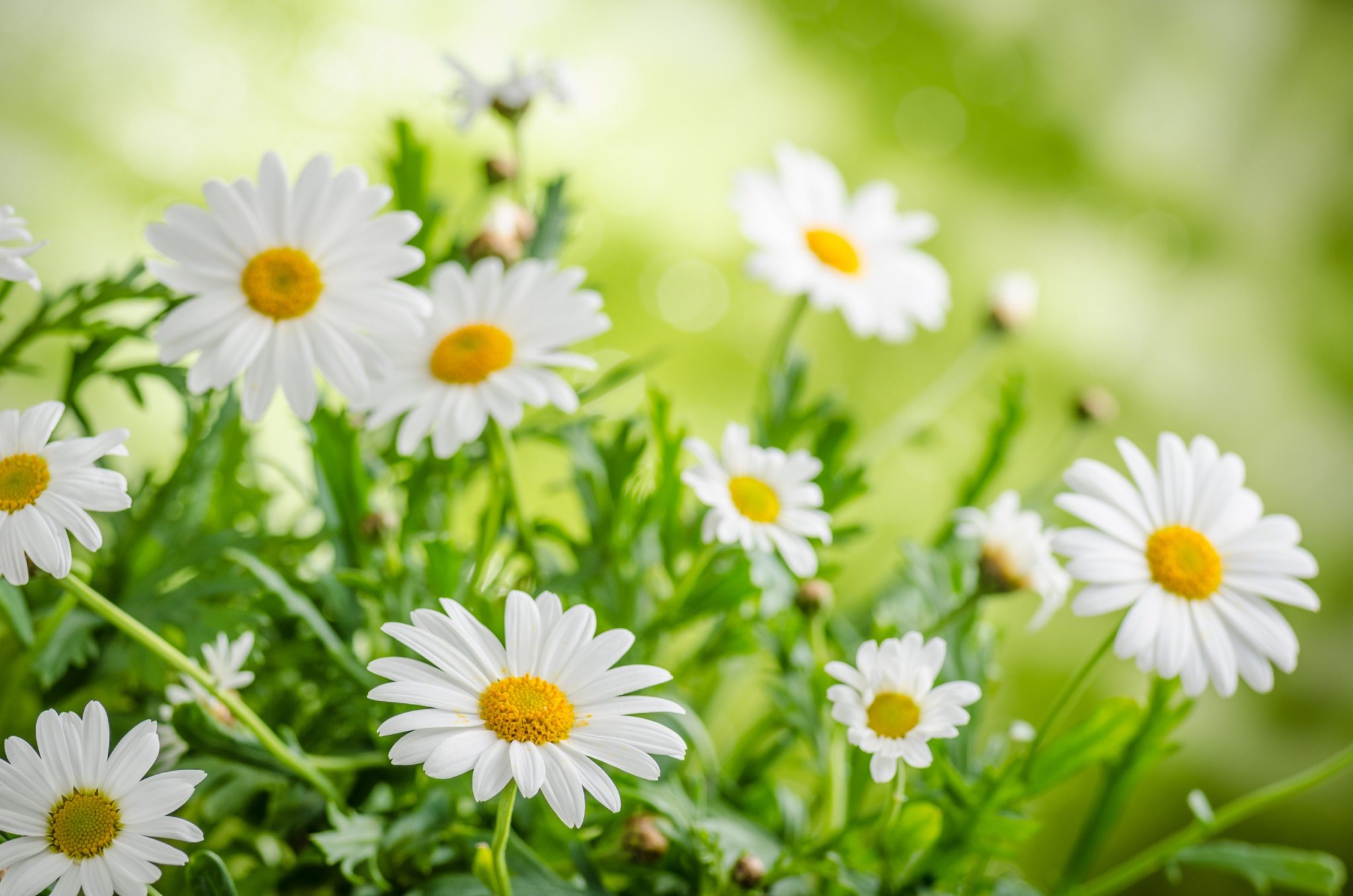 herbal garden