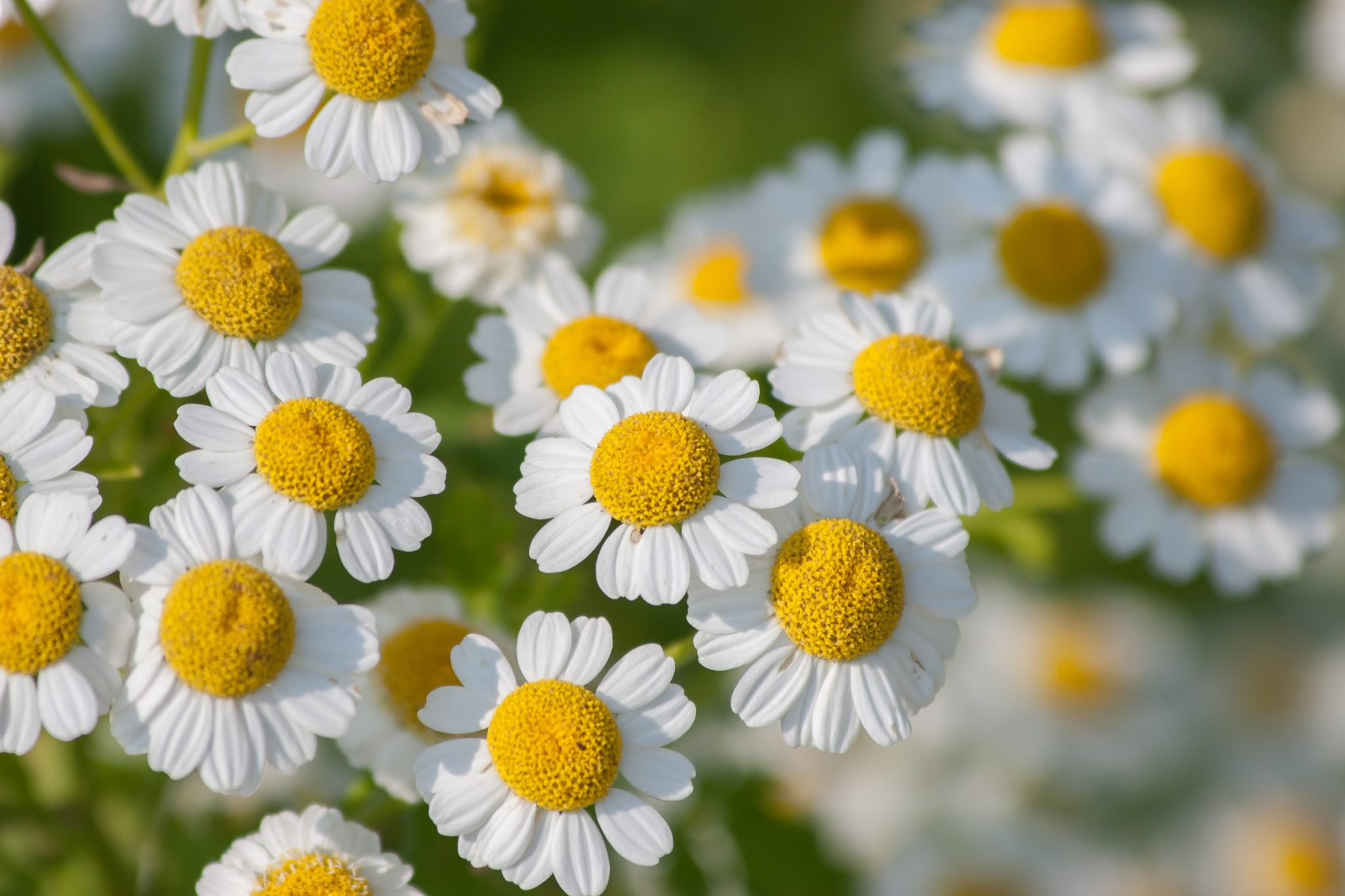 Ornamental Herb garden design