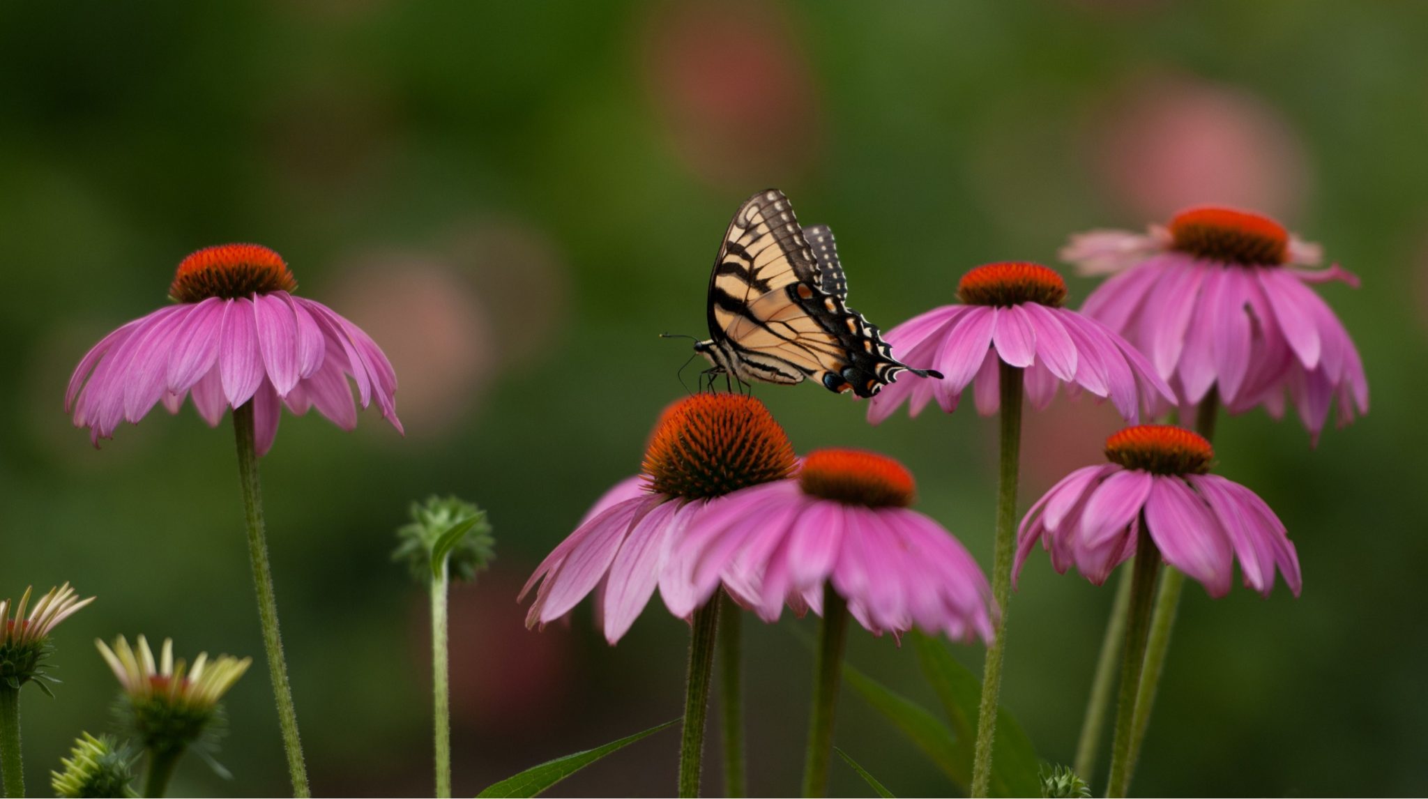 Ornamental Herb garden ideas