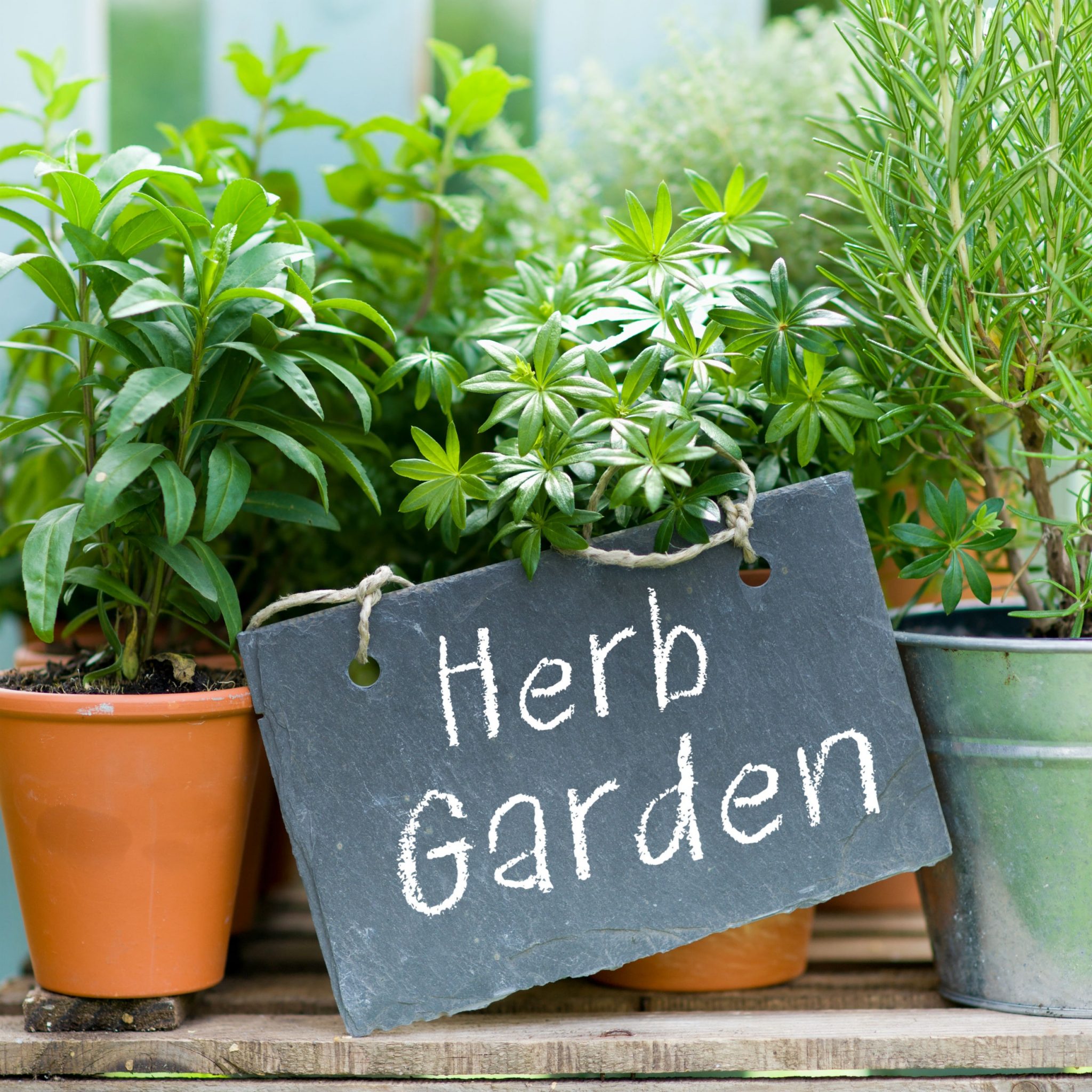 Ornamental Herb garden