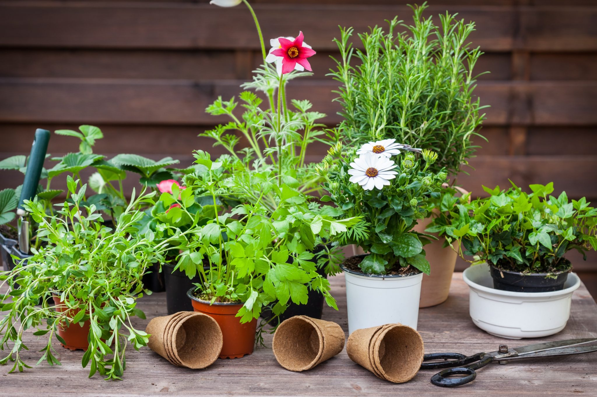 Ornamental Herbs