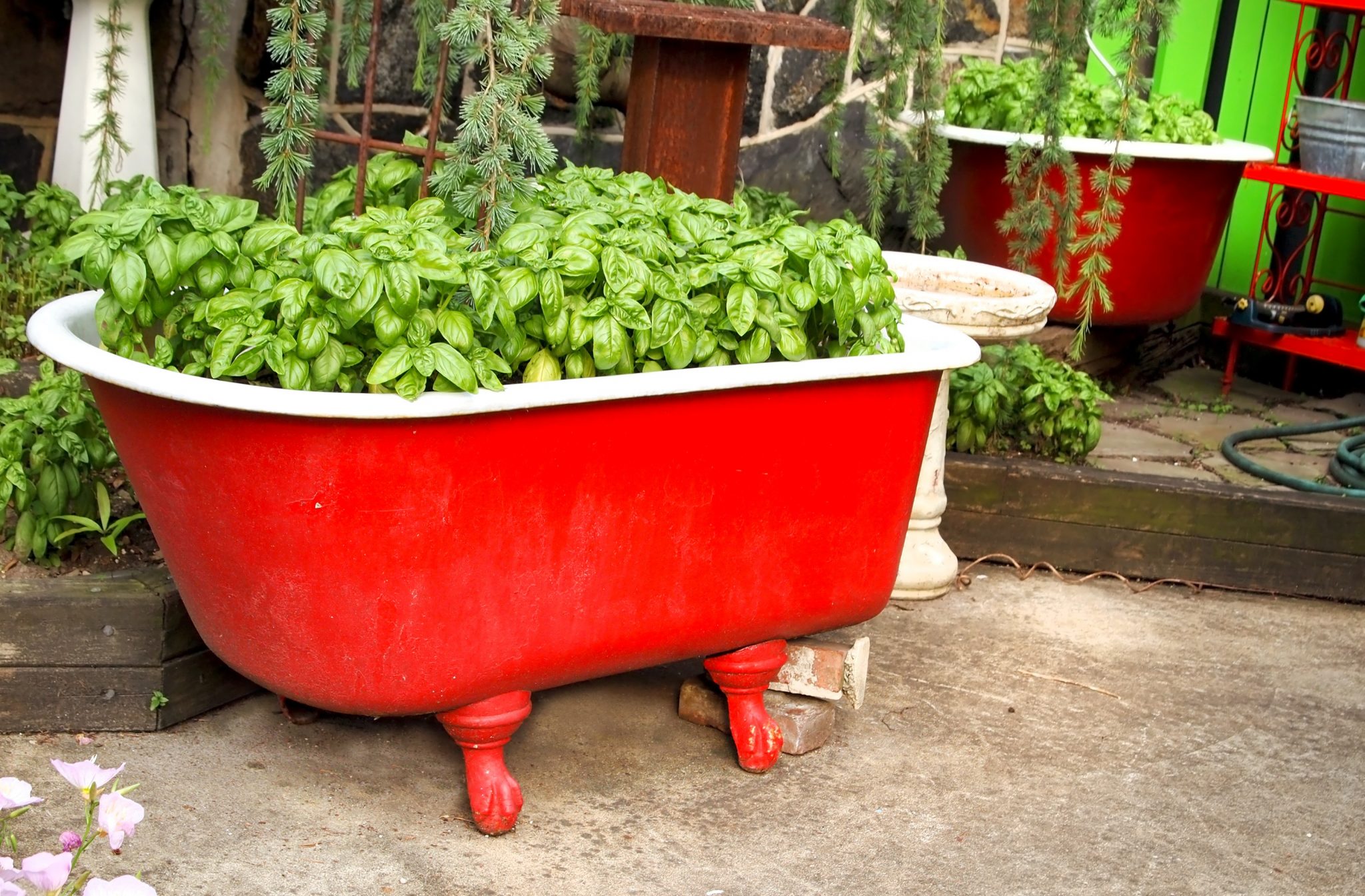 patio container gardening