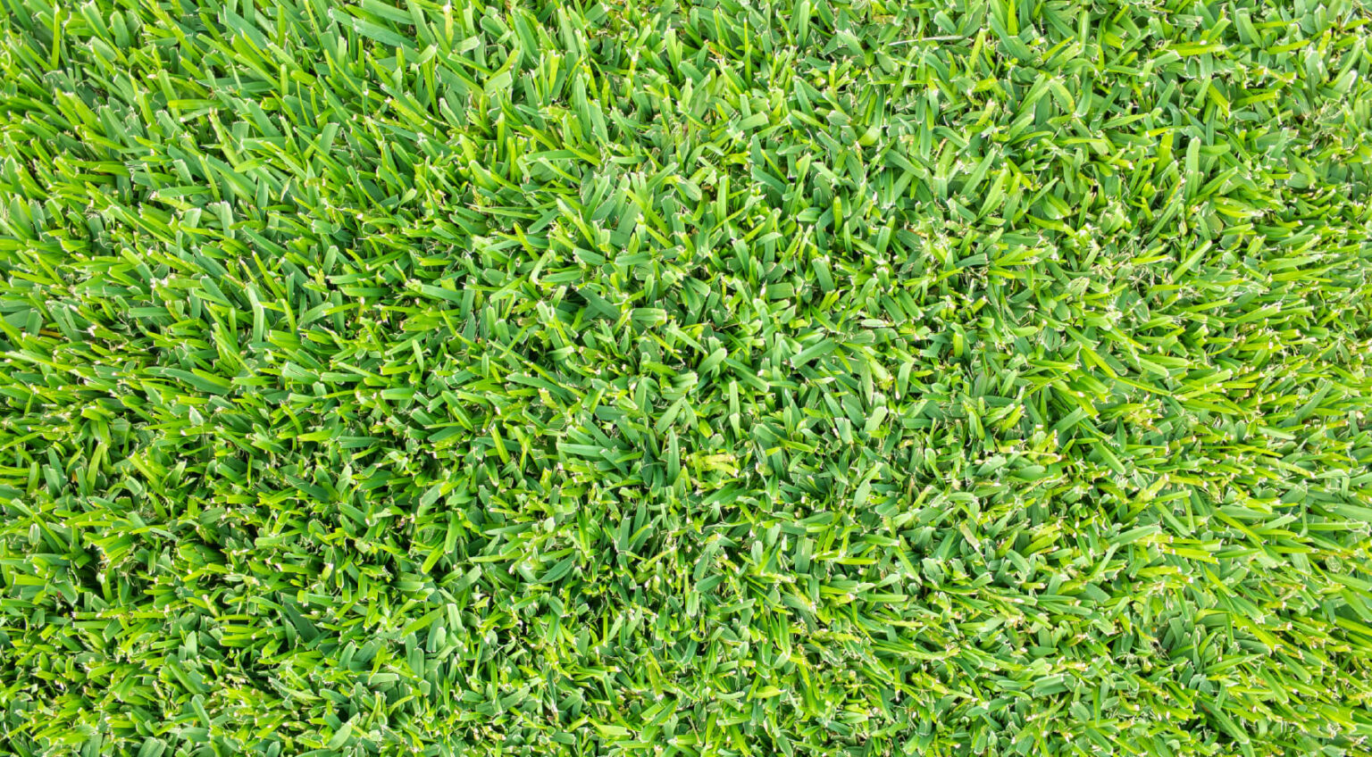 DogFriendly Ground Cover & Alternatives for Grass